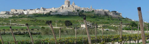 Weinberg von Delicata auf Malta